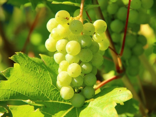 TABLE GRAPES